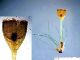Attēlu rezultāti vaicājumam “Seligeria donniana”