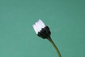 Attēlu rezultāti vaicājumam “Bellis perennis bud”