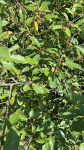 Attēlu rezultāti vaicājumam “Frangula alnus bud”
