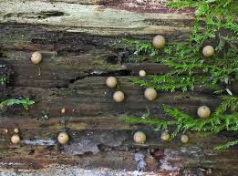 Attēlu rezultāti vaicājumam “Lycogala sphaeroconicum”