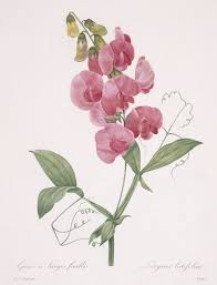 Attēlu rezultāti vaicājumam “Lathyrus latifolius flower”