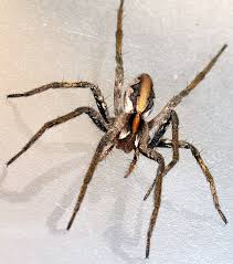 Attēlu rezultāti vaicājumam “Pisaura mirabilis cocoon”