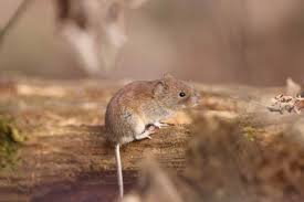 Attēlu rezultāti vaicājumam “Myodes glareolus”