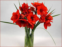 xmas flowers
