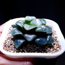 Image result for Haworthia mix