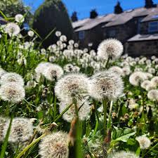 Attēlu rezultāti vaicājumam “Taraxacum officinale aggr. flower”