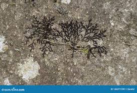 Attēlu rezultāti vaicājumam “Frullania dilatata”