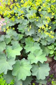 Image result for Alchemilla vulgaris
