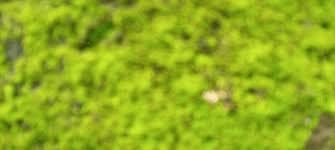 Attēlu rezultāti vaicājumam “Anthocerotopsida”