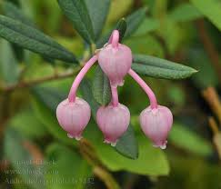 Attēlu rezultāti vaicājumam “Andromeda polifolia bud”