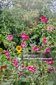 Image result for Stockrose