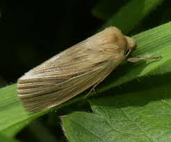 Attēlu rezultāti vaicājumam “Mythimna impura”