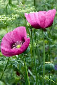 Attēlu rezultāti vaicājumam “Papaver somniferum flower”