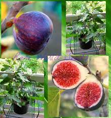 Attēlu rezultāti vaicājumam “Carex dioica fruit”