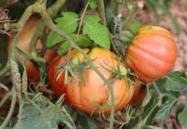 Afbeeldingsresultaat voor amana orange beefsteak tomato