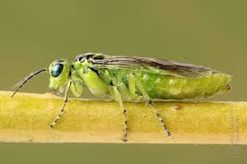 Attēlu rezultāti vaicājumam “Rhogogaster picta”