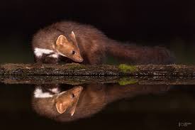 Attēlu rezultāti vaicājumam “Martes foina”