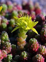 Attēlu rezultāti vaicājumam “Sedum sexangulare flower”