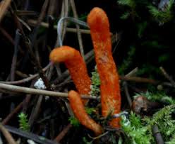 Attēlu rezultāti vaicājumam “Cordyceps militaris”