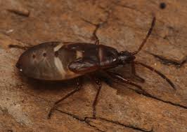 Attēlu rezultāti vaicājumam “Gastrodes grossipes”