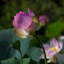 Attēlu rezultāti vaicājumam “Lotus sp. bud”