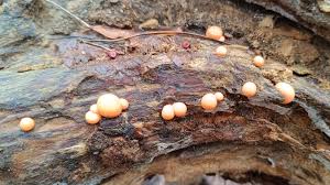 Attēlu rezultāti vaicājumam “Oligonema favogineum sessile”