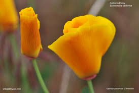 Attēlu rezultāti vaicājumam “Eschscholzia californica flower”