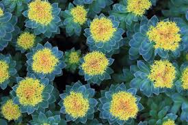 Attēlu rezultāti vaicājumam “Rhodiola rosea flower”