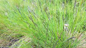 Attēlu rezultāti vaicājumam “Nardus stricta fruit”