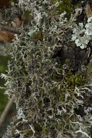 Attēlu rezultāti vaicājumam “Anaptychia ciliaris”