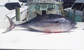Image result for Thunnus obesus