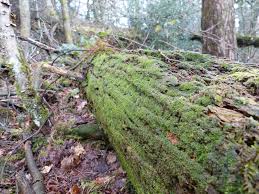 Attēlu rezultāti vaicājumam “Riccardia palmata”