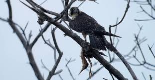 Attēlu rezultāti vaicājumam “Blepharidopterus angulatus imago”