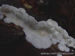 Attēlu rezultāti vaicājumam “Plicatura nivea”