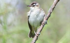 Attēlu rezultāti vaicājumam “Acrocephalus schoenobaenus adult”