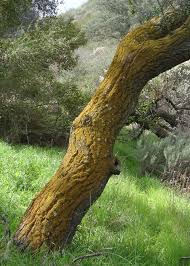 Attēlu rezultāti vaicājumam “Candelariella sp.”