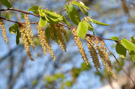 Attēlu rezultāti vaicājumam “Fagus sylvatica male flower”