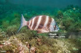 Image result for Diplodus cervinus