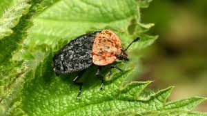 Attēlu rezultāti vaicājumam “Oiceoptoma thoracicum”