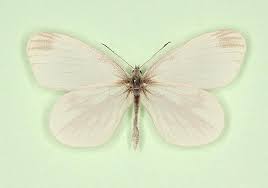 Attēlu rezultāti vaicājumam “Leptidea sinapis”