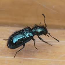 Attēlu rezultāti vaicājumam “Korynetes caeruleus”