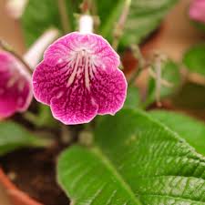 Image result for Streptocarpus