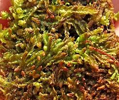 Attēlu rezultāti vaicājumam “Jamesoniella autumnalis”