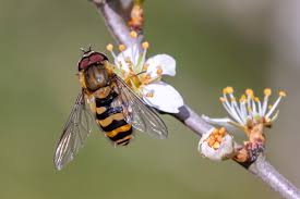 Attēlu rezultāti vaicājumam “Syrphus torvus”