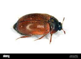 Attēlu rezultāti vaicājumam “Attagenus smirnovi”