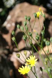 Attēlu rezultāti vaicājumam “Lapsana communis flower”