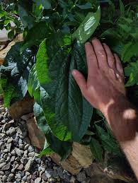 Attēlu rezultāti vaicājumam “Echinacea purpurea leaf”