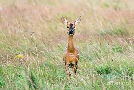 Attēlu rezultāti vaicājumam “Capreolus capreolus”