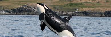 Image result for Orcinus orca