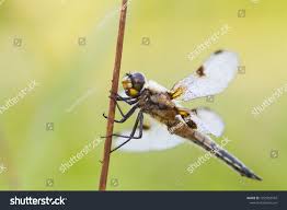 Attēlu rezultāti vaicājumam “Libellula quadrimaculata larva”